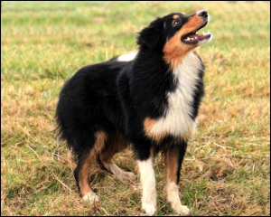 Black tri Australian Shepherd 9 Monate alt